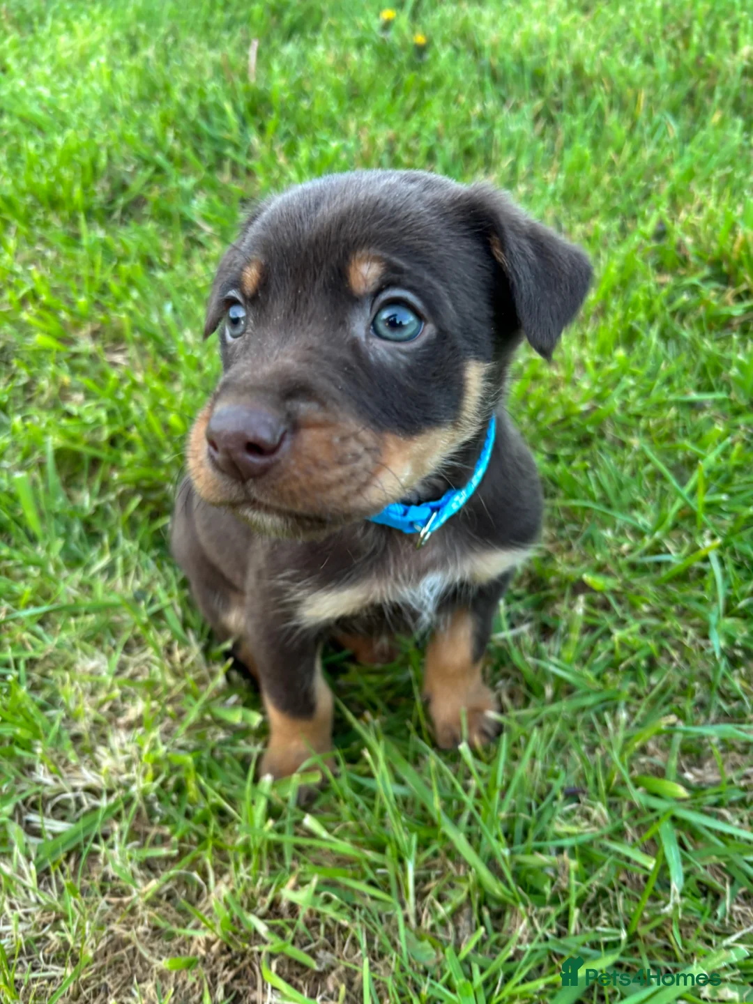 Australian Kelpie dogs for sale: Red and Tan Australian Kelpie Puppies in Knighton - Advert 2