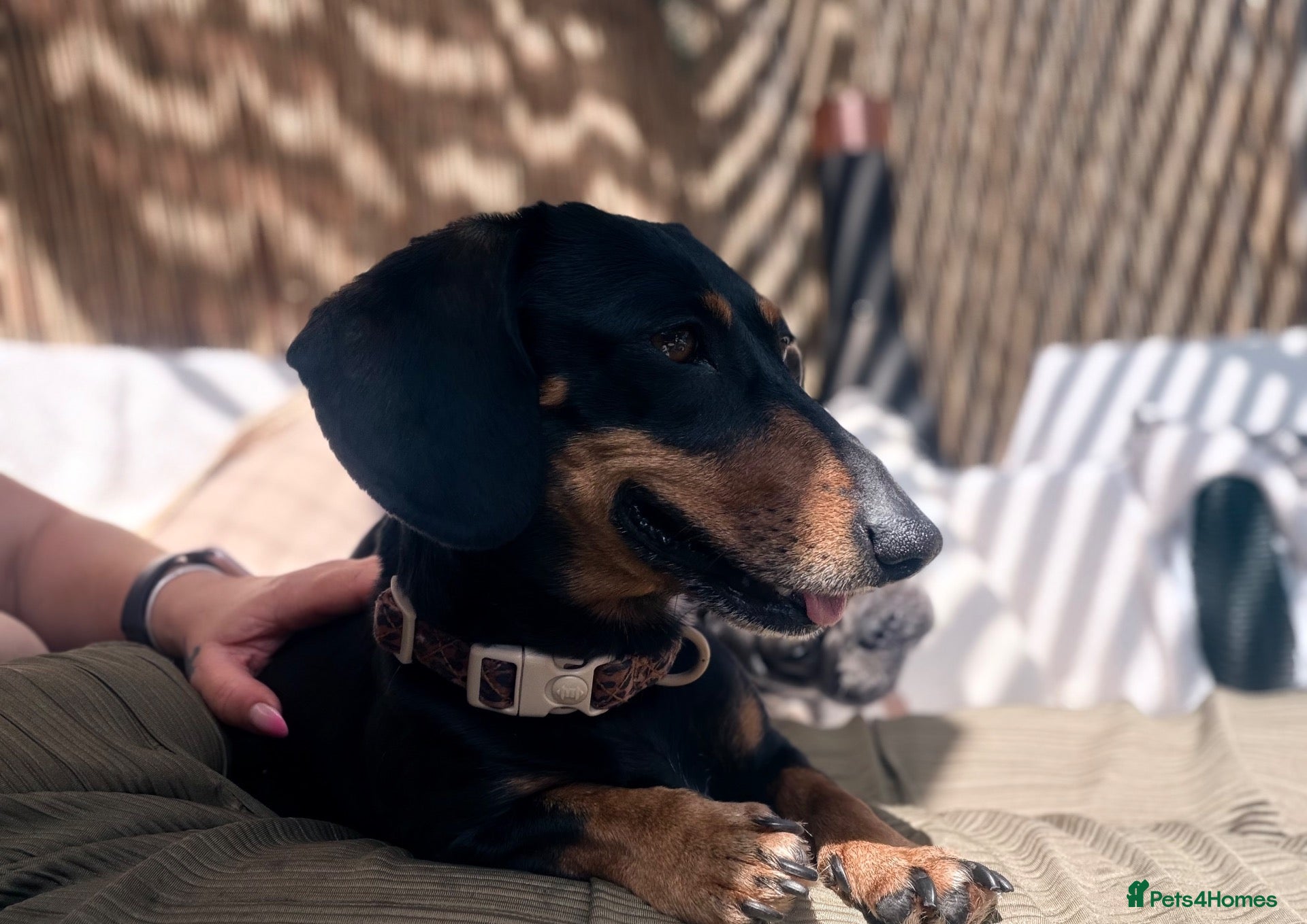 Miniature Dachshund dogs Minnie the miniature dauschand - Advert 3