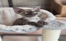 Devon Rex cats for sale: **Pedigree Devon Rex Girls** - Image 5