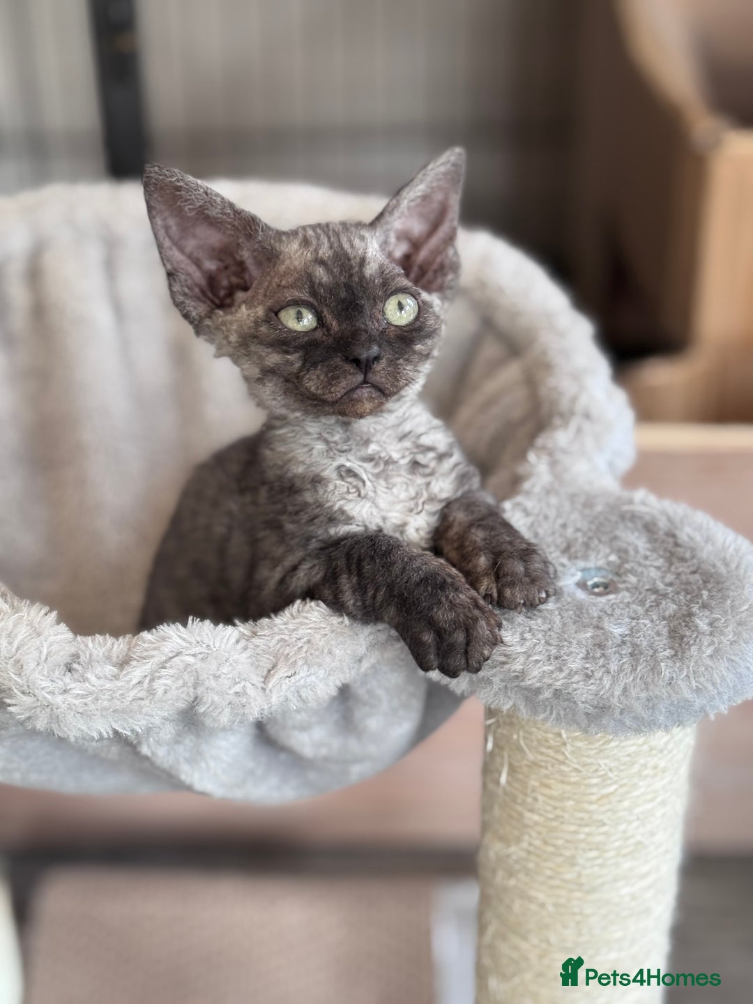 Devon Rex cats for sale: **Pedigree Devon Rex Girls** - Image 5