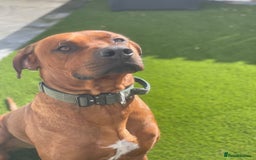 Rhodesian Ridgeback dogs for sale: Stunning Rhodesian RidgeBack Pups.. - Image 22