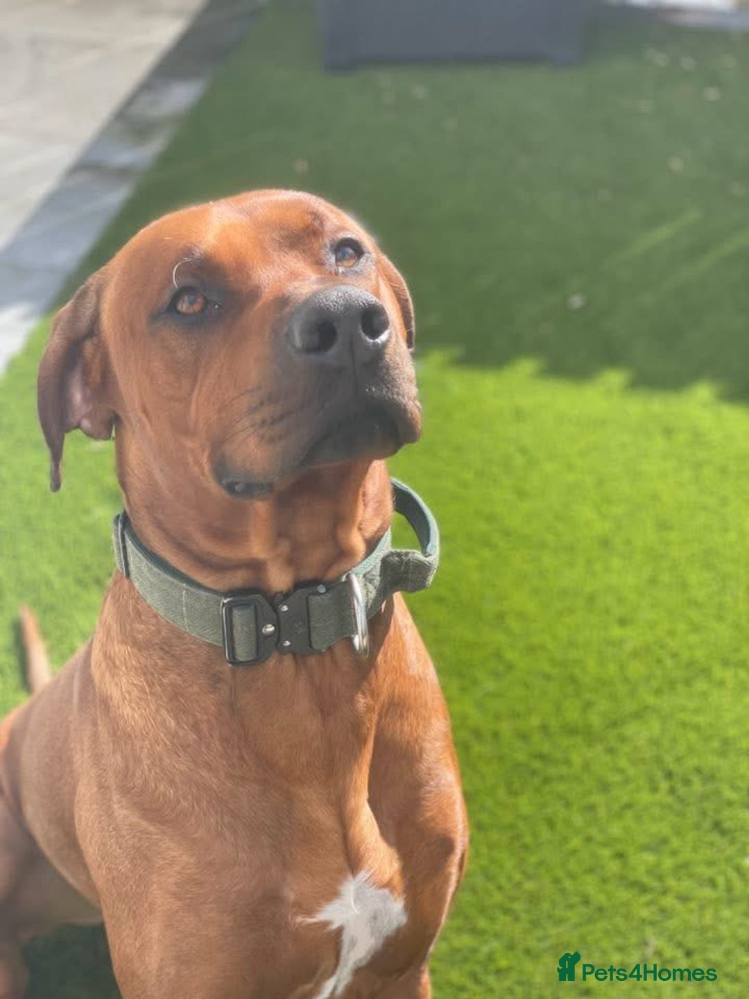 Rhodesian Ridgeback dogs for sale: Stunning Rhodesian RidgeBack Pups.. - Image 22