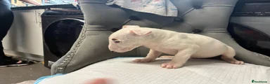 English Bull Terrier 2