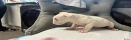 English Bull Terrier dogs for sale: Two beautiful English bull terrier puppies  - Advert 4