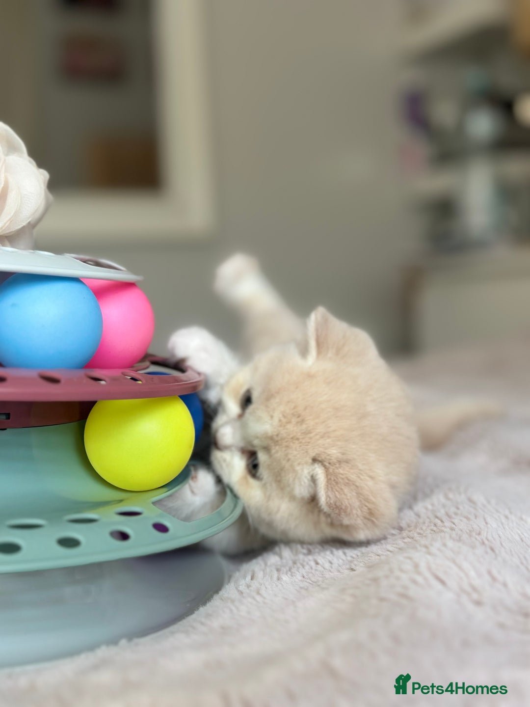 British Shorthair cats for sale: Beautiful , soft teddy bears 🩷🩷💙 - Image 27