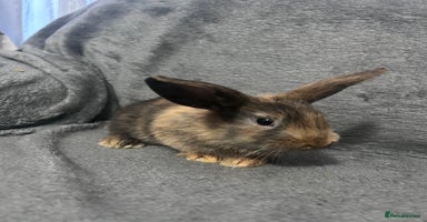 Mixed Breed rabbits - Advert 5