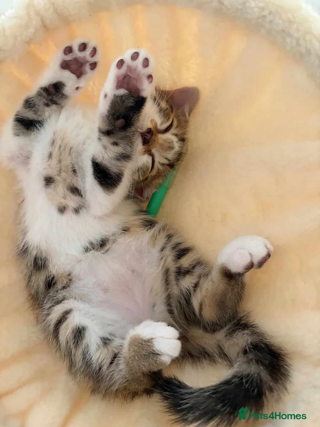 Bengal cats for sale: Beautiful Bengal mixed kitten🐆ready now!  - Advert 2