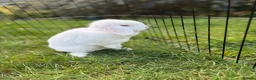 Mini Lop rabbits for sale: Beautiful blue eyed white doe, mini lop - Advert 3