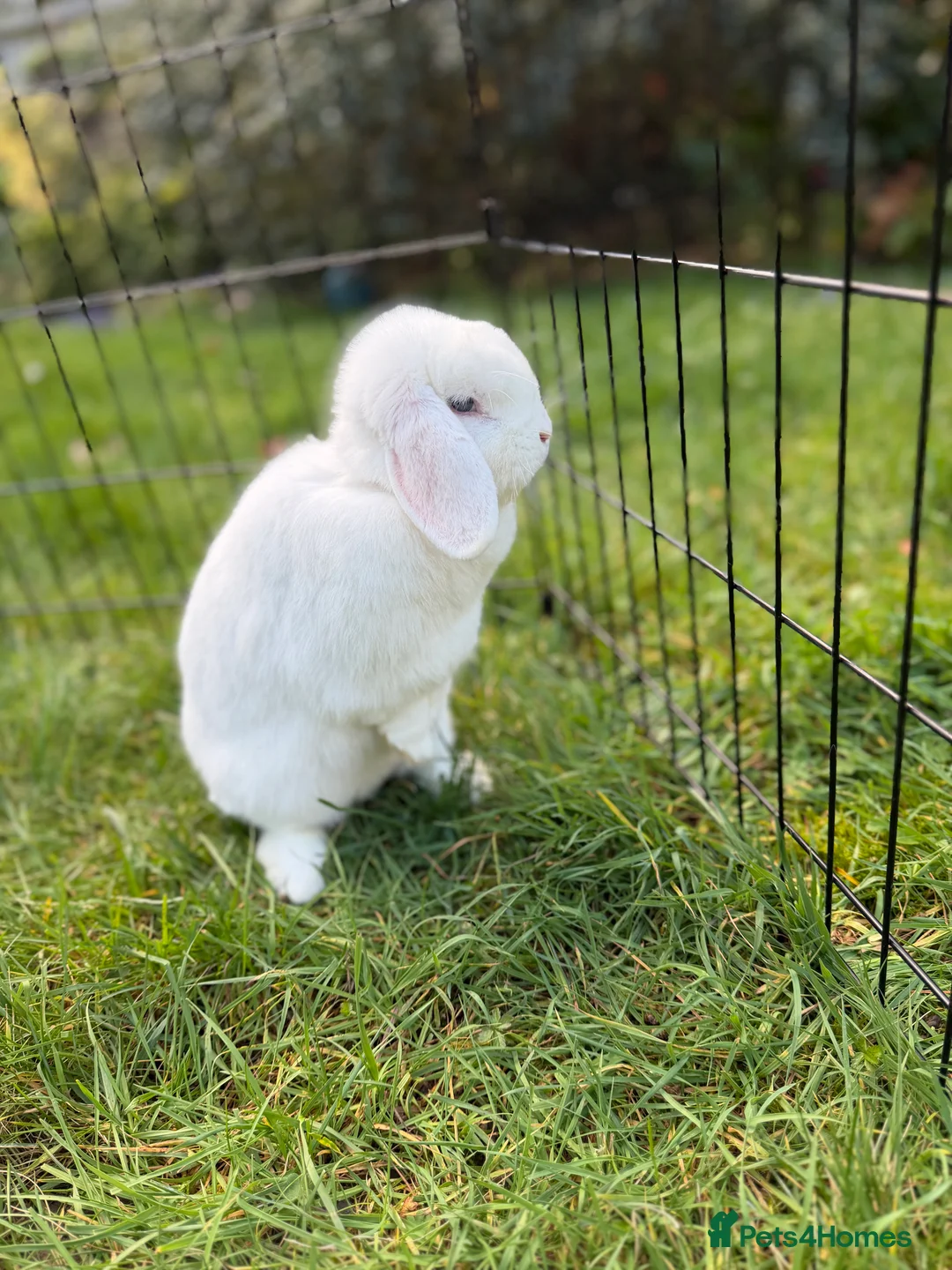 Mini Lop rabbits for sale: Beautiful blue eyed white doe, mini lop - Advert 3