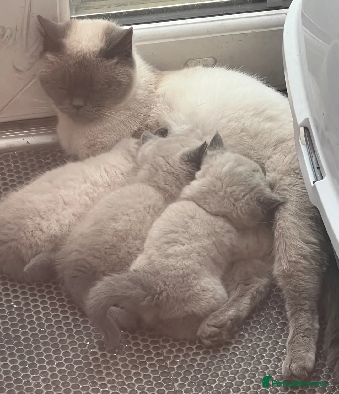 British Shorthair cats for sale:  British short hair blue colourpoints  - Advert 2