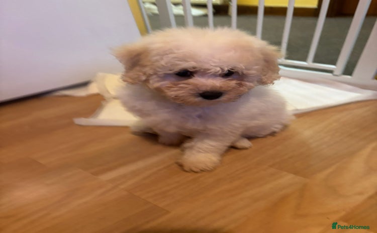 Cavachon dogs - Advert 1