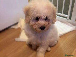 Cavachon dogs - Advert 1