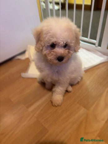 Cavachon dogs - Advert 1