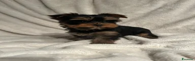 Yorkshire Terrier 2