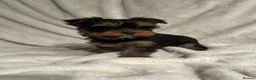 Yorkshire Terrier dogs for sale: Gorgeous Yorkshire terrier puppies  - Advert 3