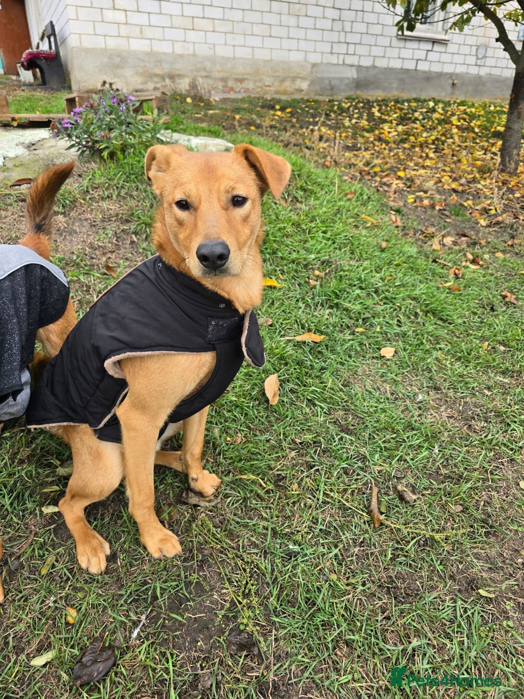 Mixed Breed dogs for adoption: URGENT: 💙ARCHIE & ARNY – Two Ginger Love-Bugs💙 - Advert 14