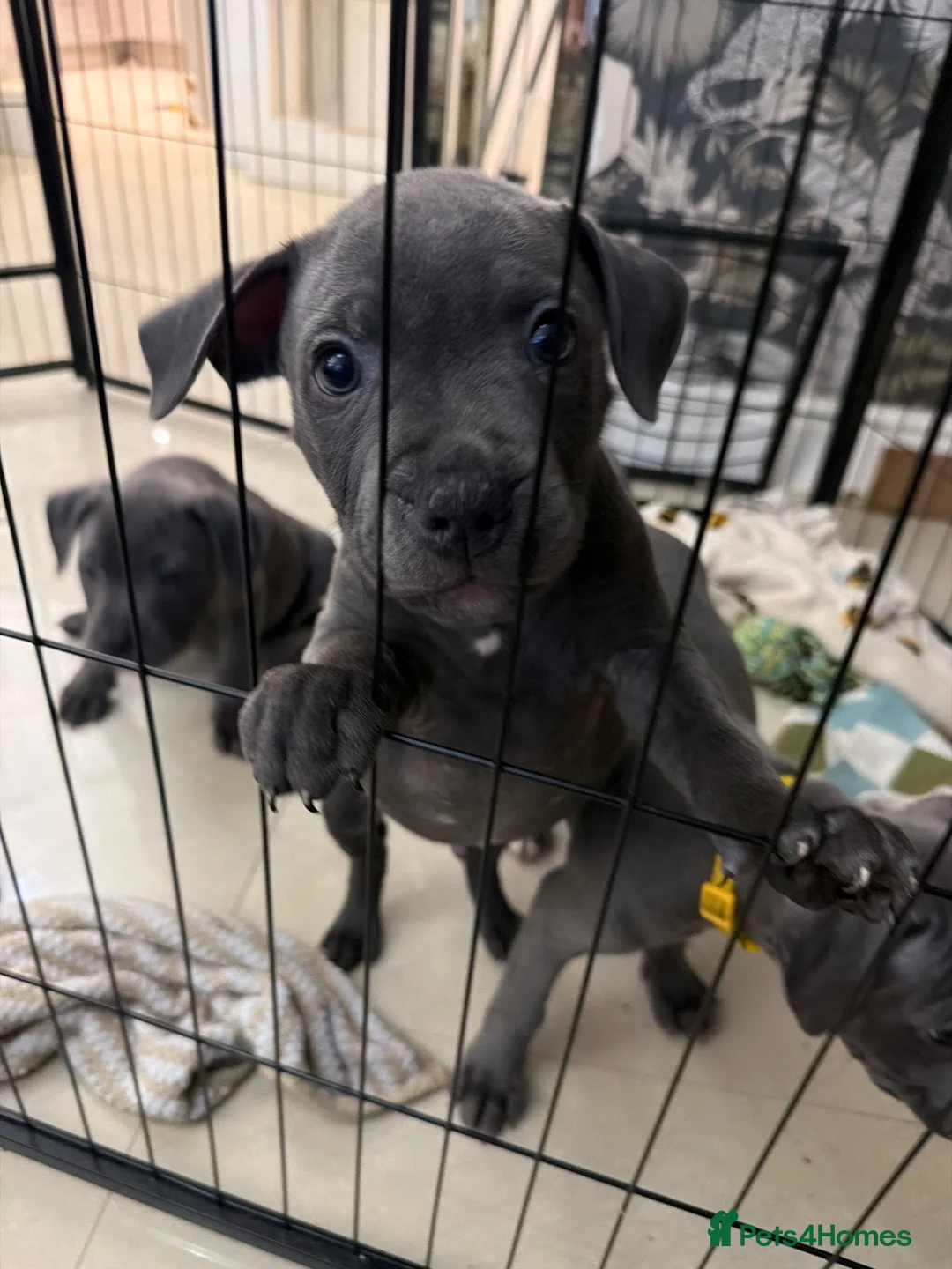 Staffordshire Bull Terrier dogs for sale: Blue Staffordshire bull terrier  - Advert 2