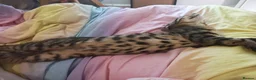 Mixed Breed cats for sale: Beautiful tiger boy - Advert 6