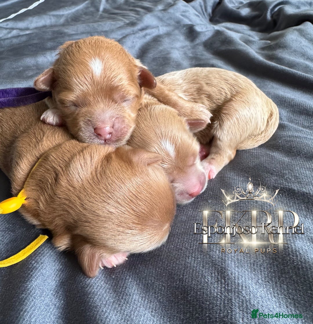 Maltipoo dogs for sale: 👑ULTRA RARE F1 ASIAN TINY MALTIPOO PUPPIES👑 - Image 6