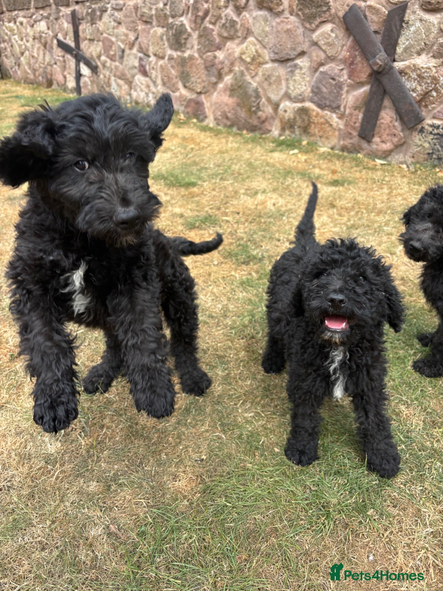 Goldendoodle dogs READY TO LEAVE Beautiful Goldendoodles - Advert 1