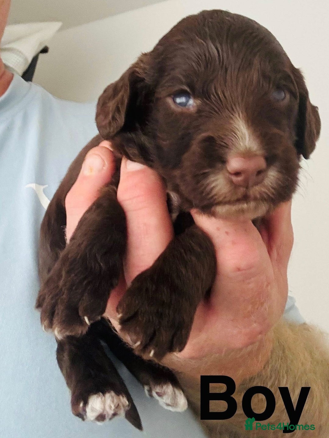 Cockapoo dogs for sale: DNA TESTED Cockapoo puppies, ready 22nd October  - Image 4
