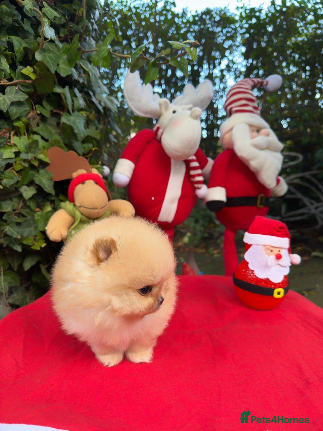 Pomeranian dogs for sale: Stunning Pomeranian Puppy Boys - Advert 5