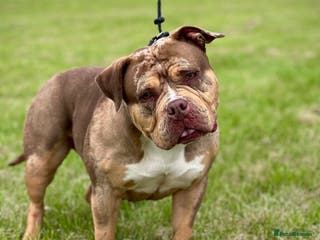 American Bulldog dogs Pocket bully female ( Asia - Advert 11