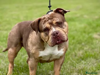 American Bulldog dogs Pocket bully female ( Asia - Advert 16