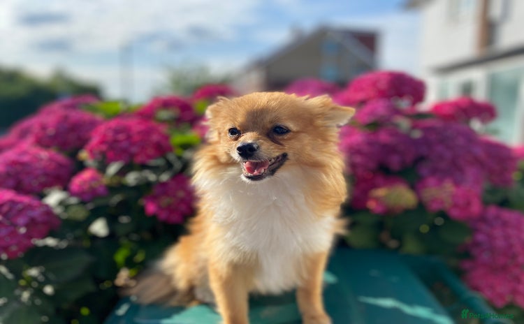 Pomeranian dogs - Advert 1