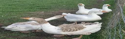 Geese poultry for sale: Young Geese for Sale - Advert 7