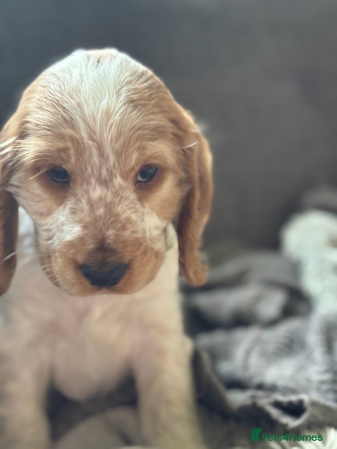 Cocker Spaniel dogs for sale: 2 orange roan cocker spaniels  - Advert 21