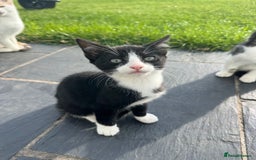 Mixed Breed cats for sale: Gorgeous kittens for Sale - Image 11