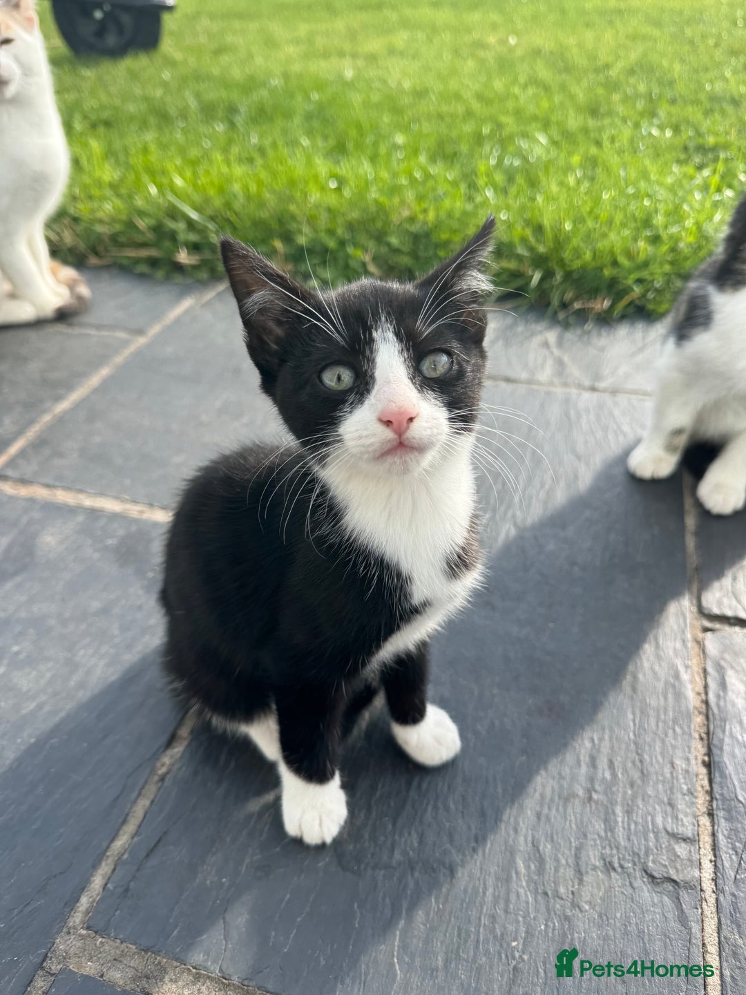 Mixed Breed cats for sale: Gorgeous kittens for Sale - Image 11