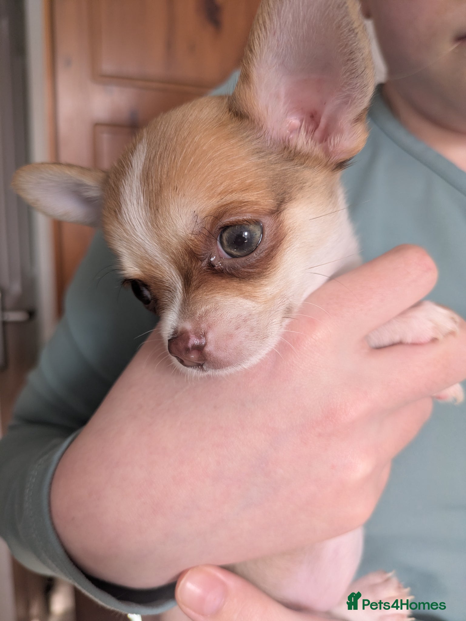 Chihuahua dogs Chuahah  - Advert 4