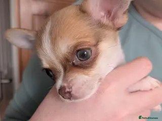 Chihuahua dogs Chuahah - Advert 4