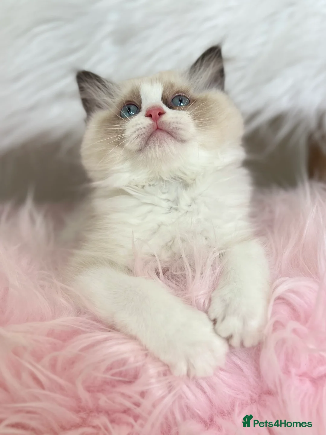 Ragdoll cats for sale: Cute chunky purring ragdoll girls - Advert 2