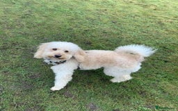 Labradoodle dogs for sale: Lily's Mini's - Multigen Mini Labradoodle Puppies - Image 38