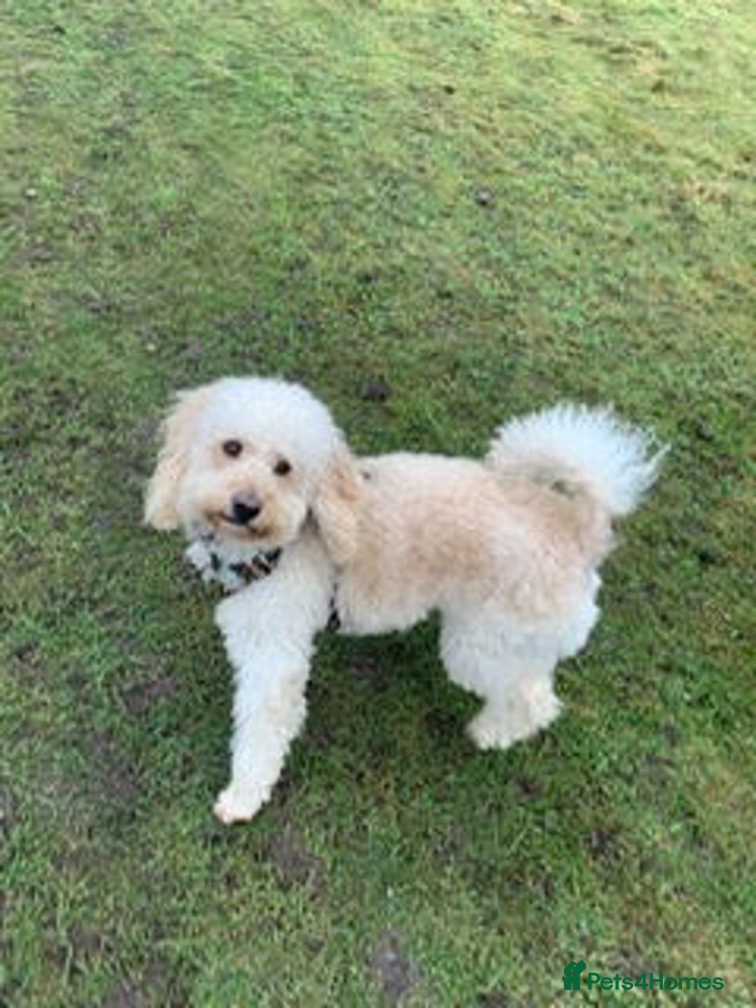 Labradoodle dogs for sale: Lily's Mini's - Multigen Mini Labradoodle Puppies - Image 38