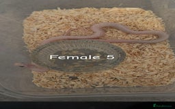 Corn Snake reptiles for sale: Hypo Cinder Palmetto babys - Image 5