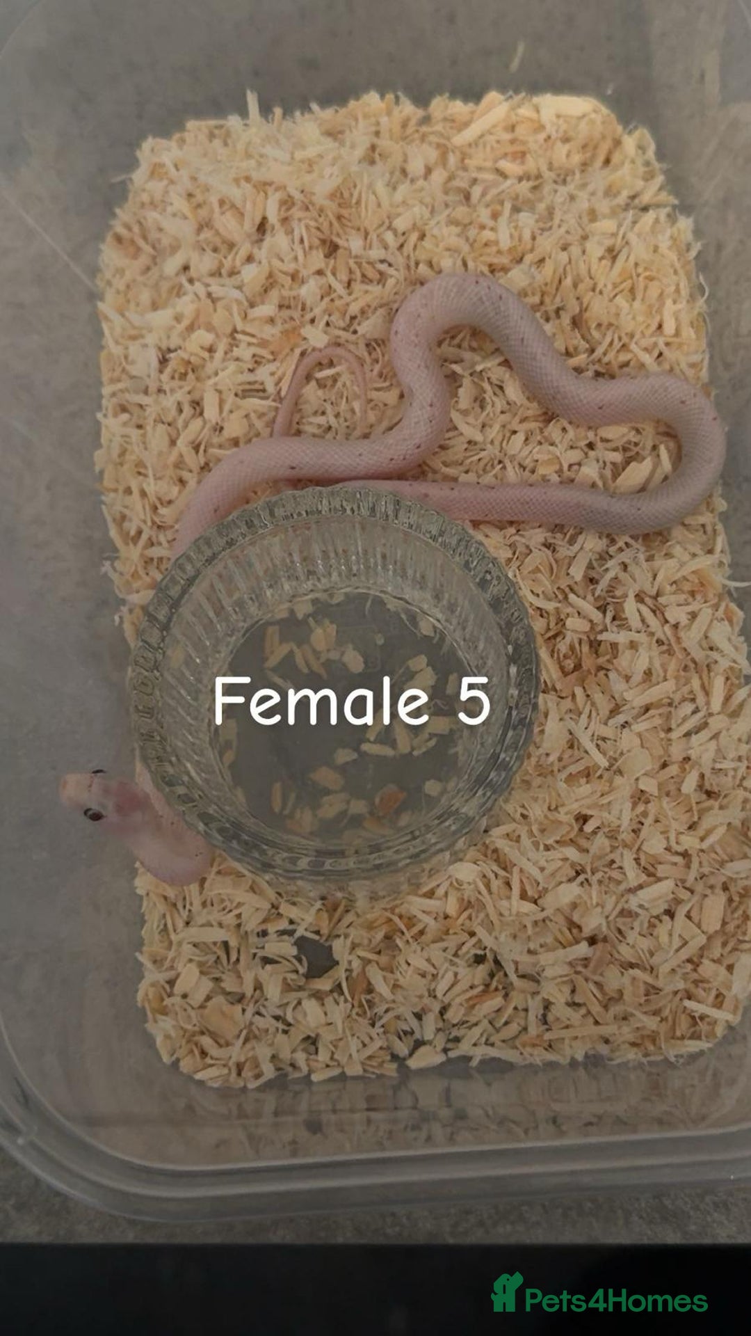 Corn Snake reptiles for sale: Hypo Cinder Palmetto babys - Image 5