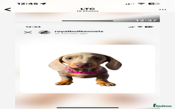 Miniature Dachshund dogs for sale: Miniature Dachshund Puppies  in Newcastle upon Tyne - Image 23