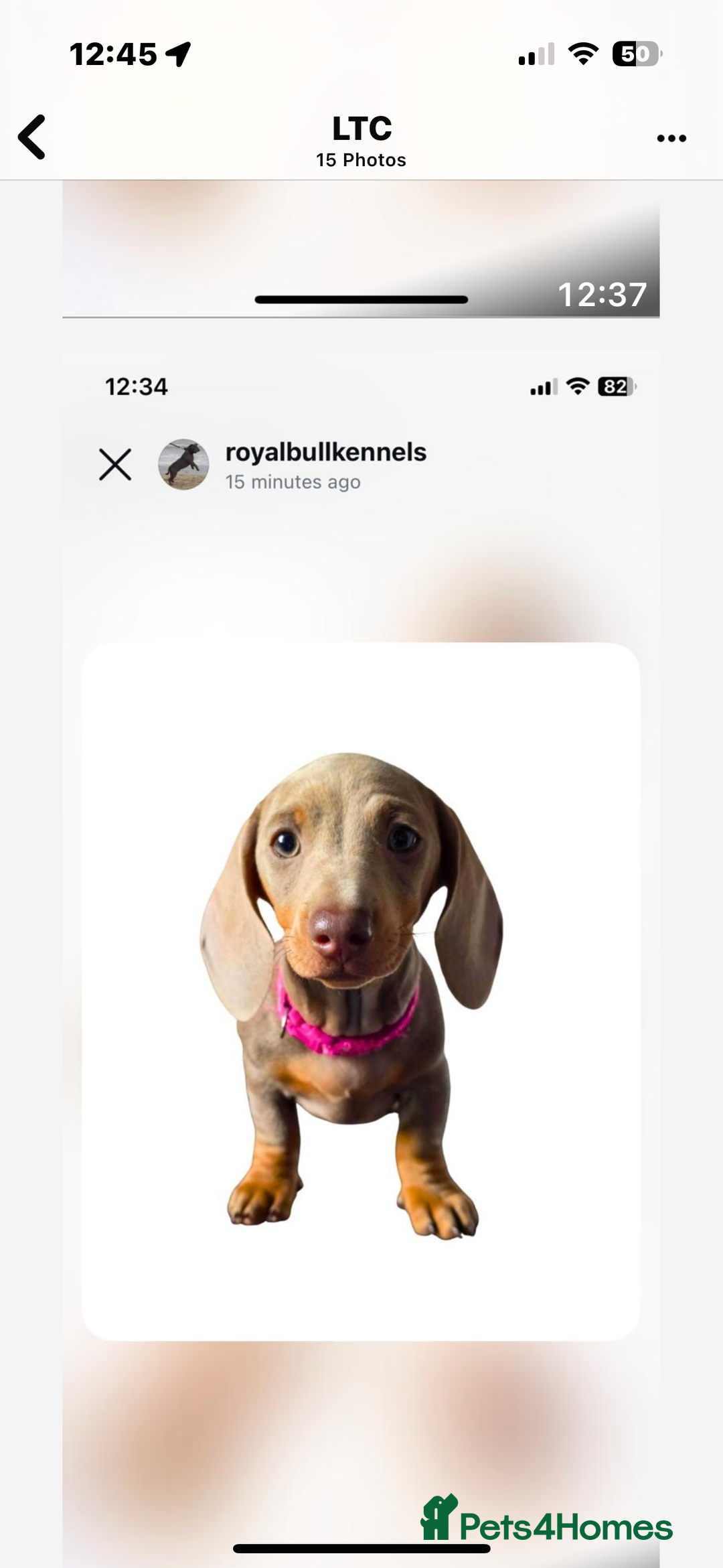 Miniature Dachshund dogs for sale: Miniature Dachshund Puppies  in Newcastle upon Tyne - Image 23