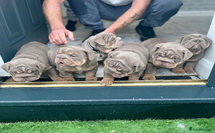 English Bulldog dogs - Advert 7