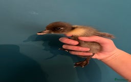 Ducks poultry for sale: Indian runner ducklings - Image 11