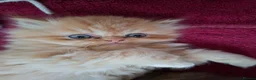 Persian cats for sale: LAST ONE, Pure Persian Boy. - Advert 1