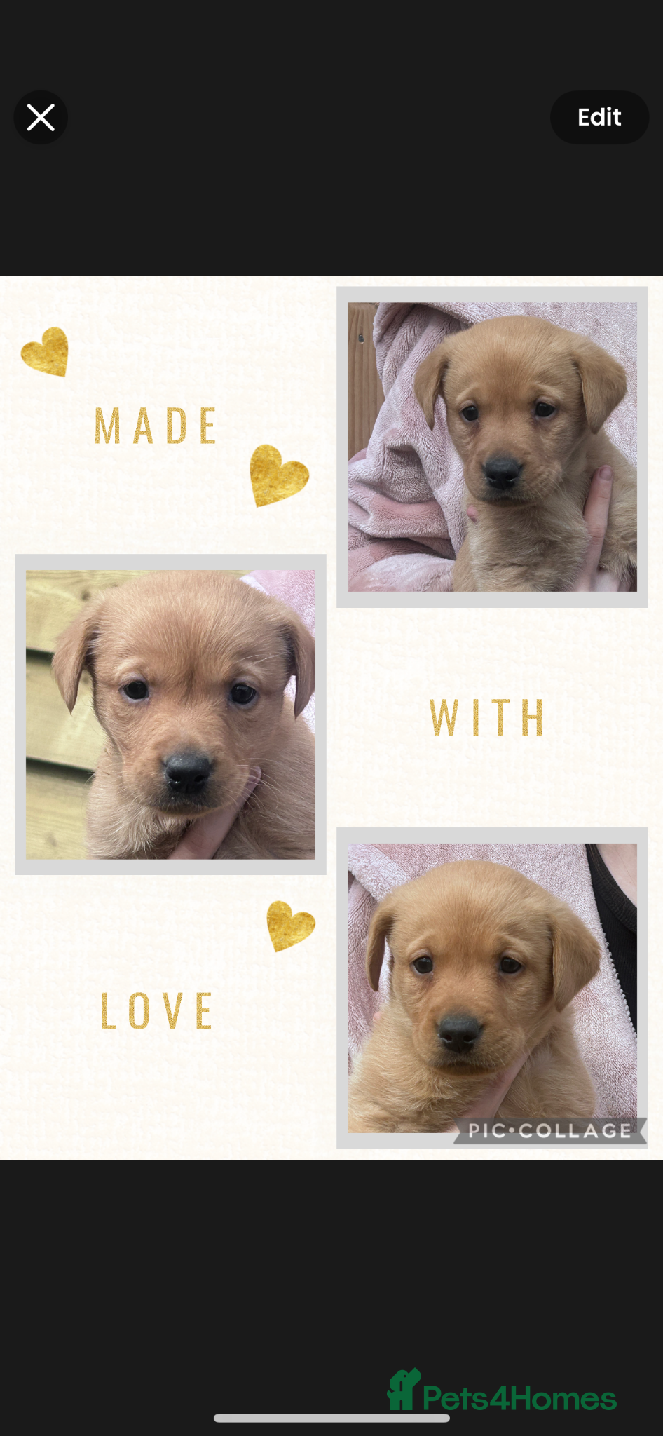 Labrador Retriever dogs Kc registered Labradors  - Advert 6