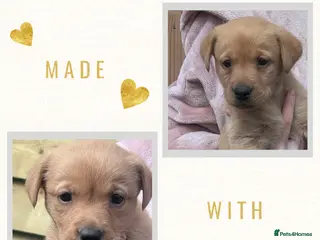 Labrador Retriever dogs Kc registered Labradors - Advert 6