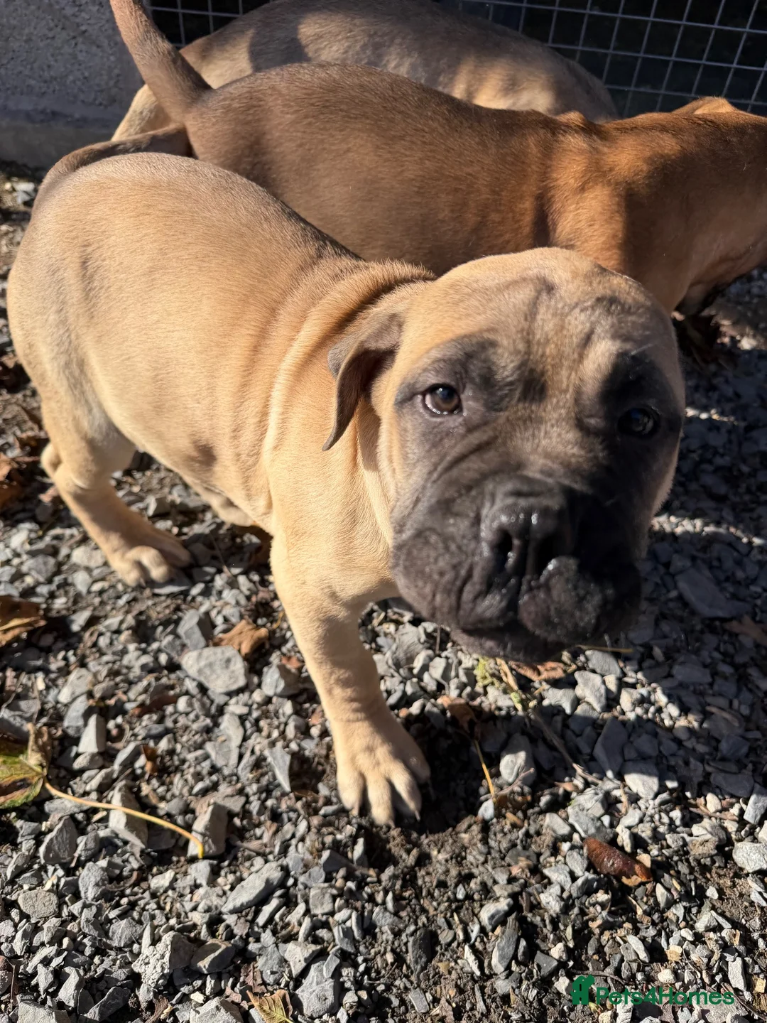 Bullmastiff dogs for sale: Beautiful Bullmastiff Puppies – 2 girls . - Advert 2