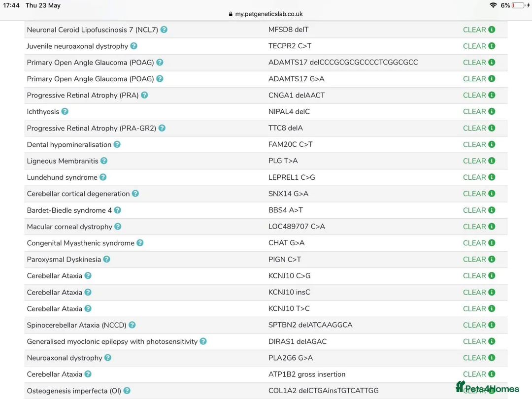Toy Poodle dogs for stud: Champion Line KC Apricot Toy Poodle Stud in Ringwood - Advert 22