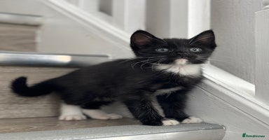 Mixed Breed cats - Advert 9
